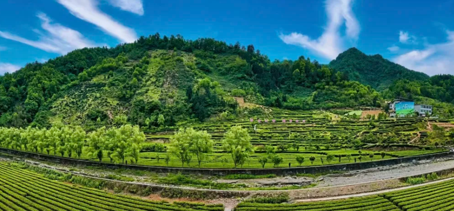 安康市漢濱區(qū)大竹園鎮(zhèn)：茶旅融合繪就鄉(xiāng)村振興畫卷
